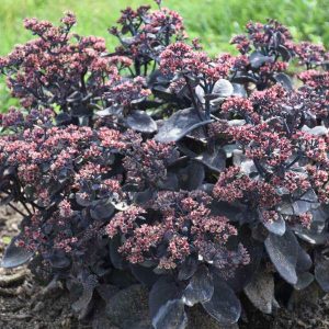 SEDUM ROCK `N GROW `BACK IN BLACK`