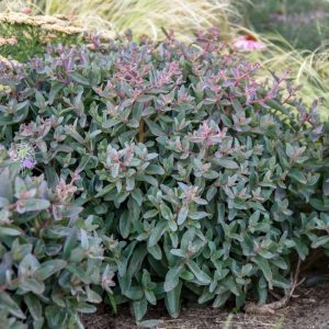 SEDUM ROCK `N GROW `TIRAMISU`