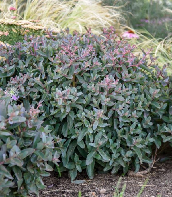 SEDUM ROCK `N GROW `TIRAMISU`