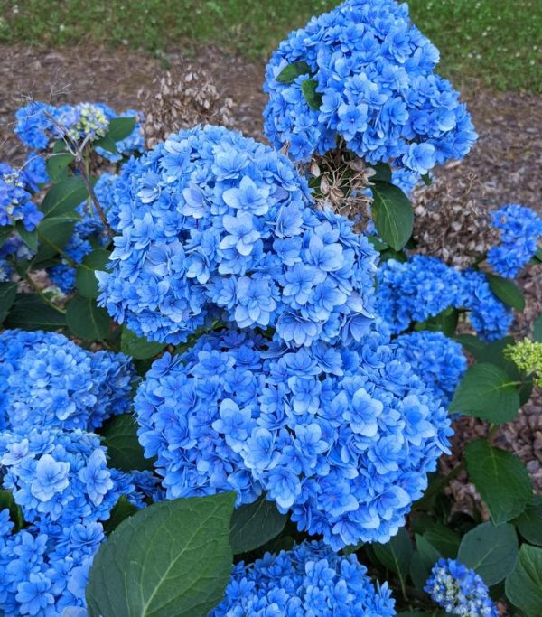 CG - HYDRANGEA M `DOUBLE DOWN`
