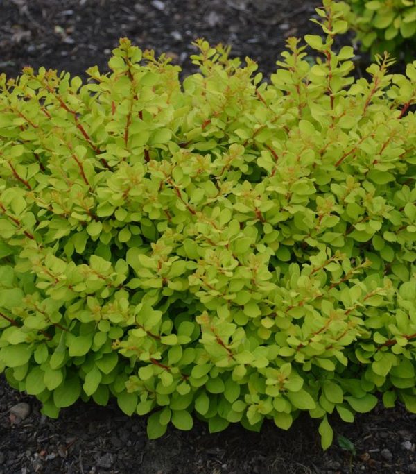 BERBERIS WORRYFREE `LEMON GLOW`
