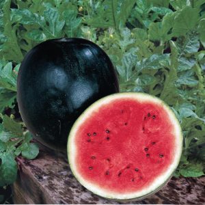 WATERMELON `SUGAR BABY`