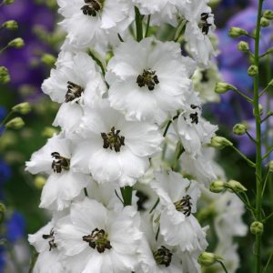 DELPHINIUM NEW ZEALAND `BLACK EYED ANGELS`