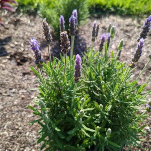 LAVANDULA ANGUSTIFOLIA `IMPERIAL GEM`