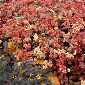 SEDUM TELEPHIUM `PEACH PEARLS`