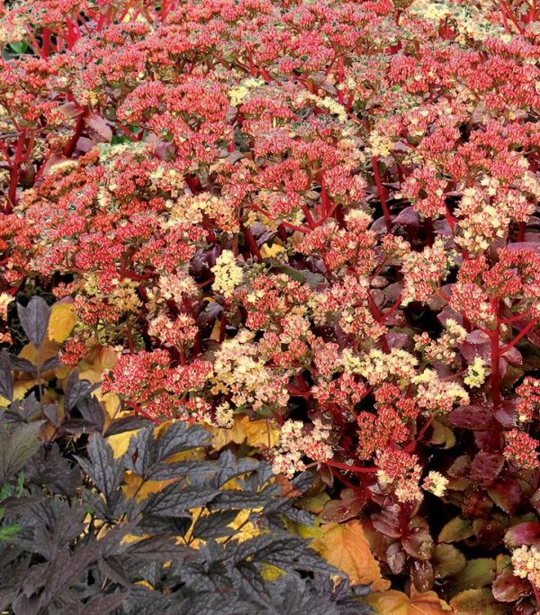 SEDUM TELEPHIUM `PEACH PEARLS`