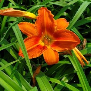 HEMEROCALLIS `ALABAMA JUBILEE`