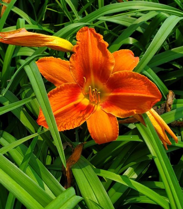 HEMEROCALLIS `ALABAMA JUBILEE`