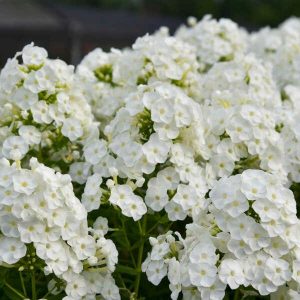 PHLOX LUMINARY `BACKLIGHT`