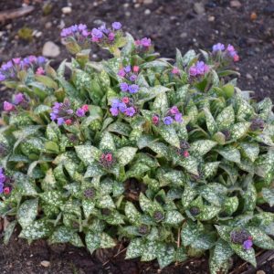 PULMONARIA `SPOT ON`