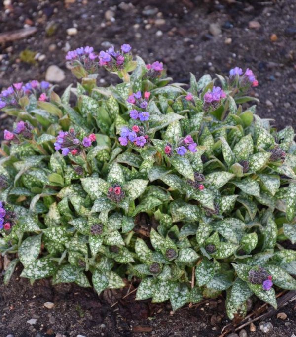 PULMONARIA `SPOT ON`