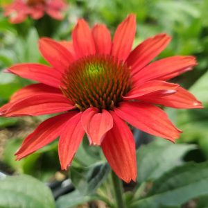 ECHINACEA COLOR CODED `FRANKLY SCARLET`