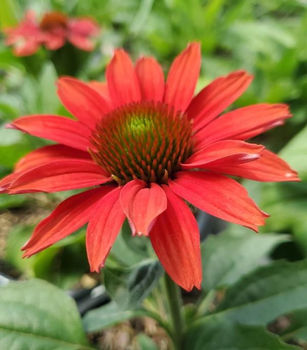 ECHINACEA COLOR CODED `FRANKLY SCARLET`