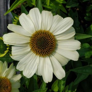 ECHINACEA COLOR CODED `THE PRICE IS WHITE`