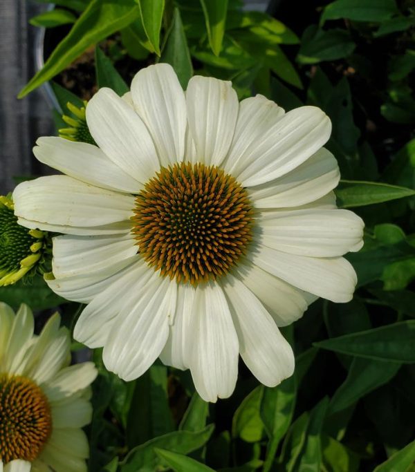 ECHINACEA COLOR CODED `THE PRICE IS WHITE`