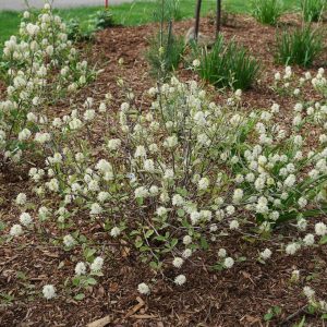 FOTHERGILLA X I. `LEGEND OF THE SMALL`