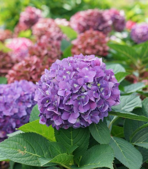 HYDRANGEA M.S. L.D. `ARRIBA`