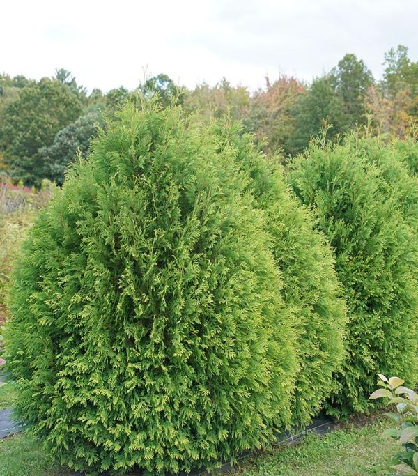 THUJA OCCIDENTALIS `CHEER DROPS`