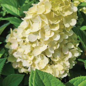 HYDRANGEA PAN. `LITTLE LIME PUNCH` TREE