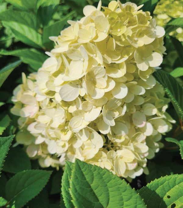 HYDRANGEA PAN. `LITTLE LIME PUNCH` TREE