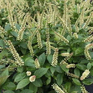 ITEA VIRGINICA `FIZZY MIZZY`