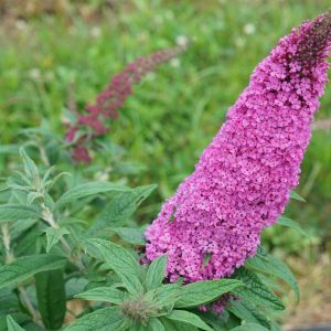 BUDDLEIA PUGSTER `PINKER`