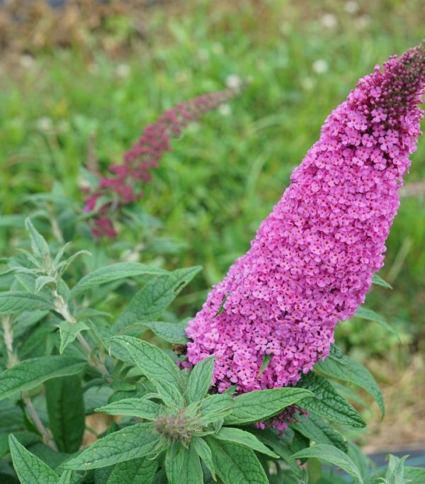 BUDDLEIA PUGSTER `PINKER`