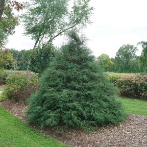 CHAMAECYPARIS LAWSONIANA  `HAY WIRE`