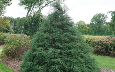 Haywire Port Orford Cedar