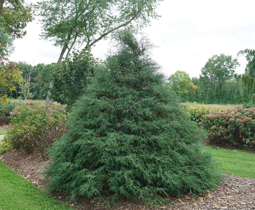 Haywire Port Orford Cedar