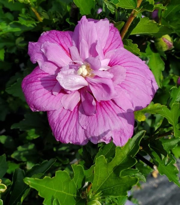 HIBISCUS SYR. `DARK LAVENDER CHIFFON`