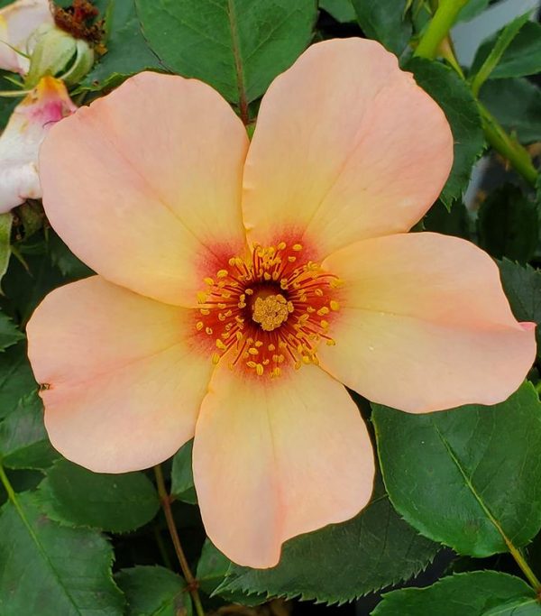 ROSA `RINGO ALL STAR`