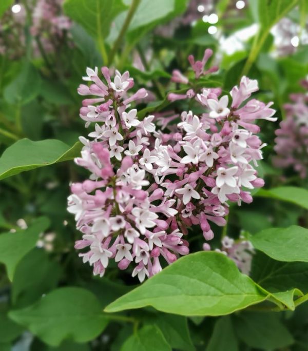 SYRINGA PATULA `BABY KIM`