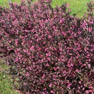 WEIGELA FLORIDA `VERY FINE WINE`