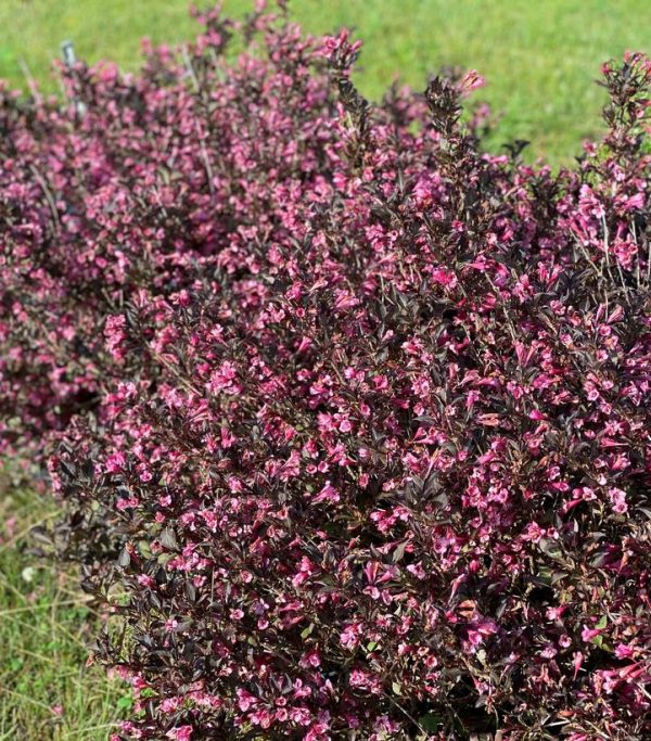 WEIGELA FLORIDA `VERY FINE WINE`