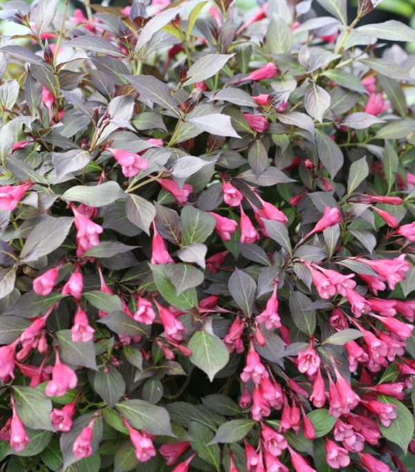 WEIGELA `MIDNIGHT WINE SHINE`