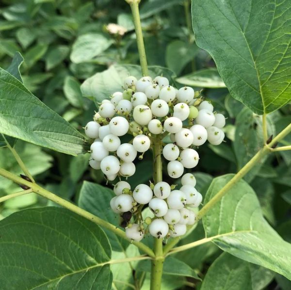 CORNUS STOLONIFERA `ARCTIC FIRE YELLOW`