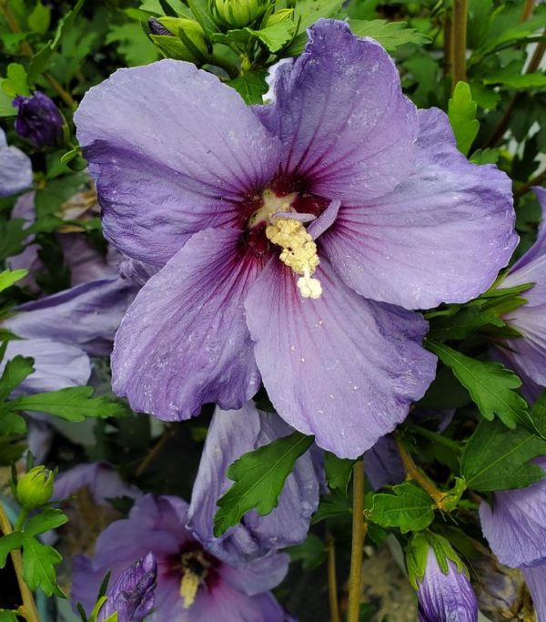 HIBISCUS SYR. PARAPLU `VIOLET`