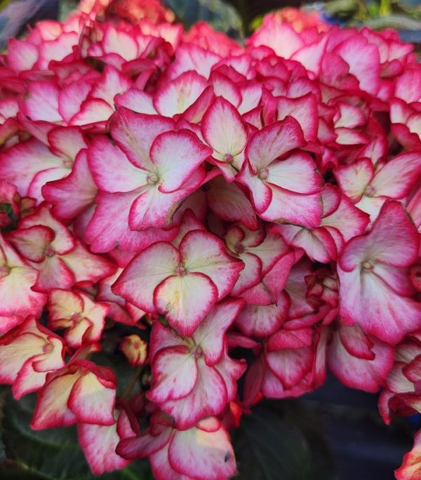 HYDRANGEA M `KIMONO`