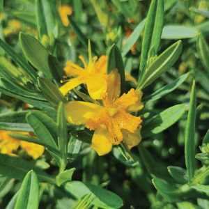 HYPERICUM KALMIANUM `COBALT-N-GOLD`