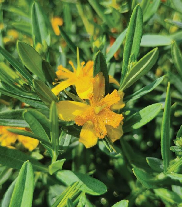 HYPERICUM KALMIANUM `COBALT-N-GOLD`