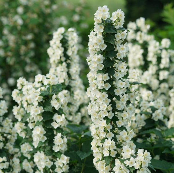 PHILADELPHUS ILLUMINATI `TOWER`