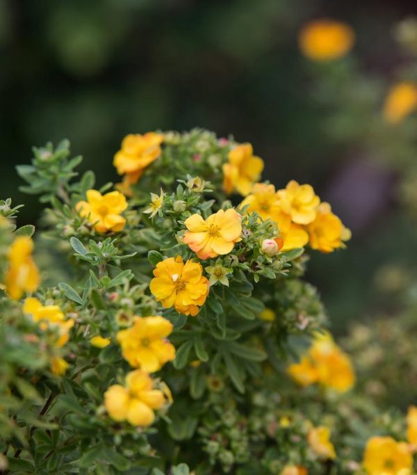 POTENTILLA FRUTICOSA `MARMALADE`