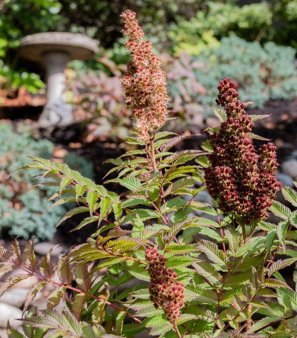 SORBARIA SORBIFOLIA `CHERRY ON TOP`