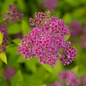 SPIRAEA `LITTLE SPARK`