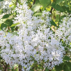 SYRINGA VULGARIS NEW AGE `WHITE`