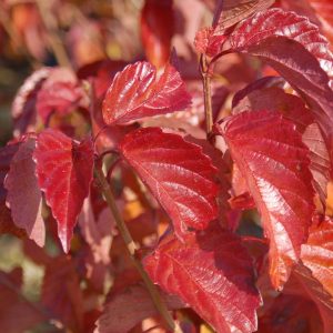 VIBURNUM DENTATUM `RED FEATHER`