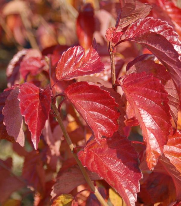VIBURNUM DENTATUM `RED FEATHER`