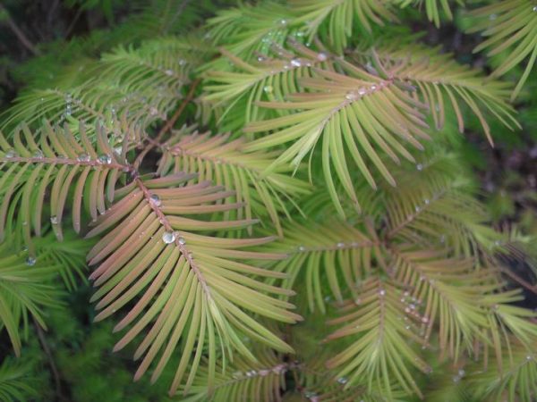 METASEQUOIA GLYPTO. `SOUL FIRE`