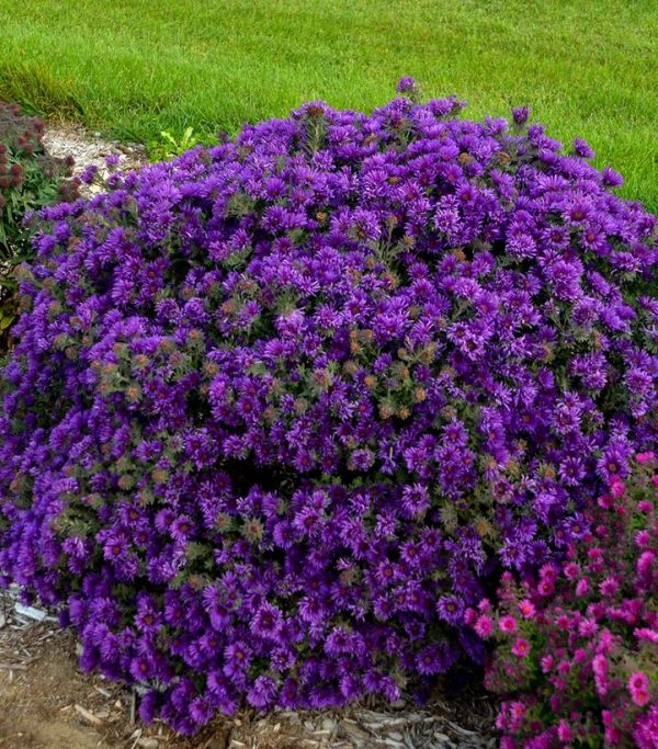 ASTER NOVAE-ANGLIAE `GRAPE CRUSH`